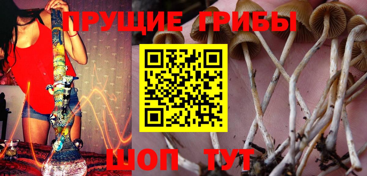 Псилоцибиновые грибы GOLDEN TEACHER Кулебаки